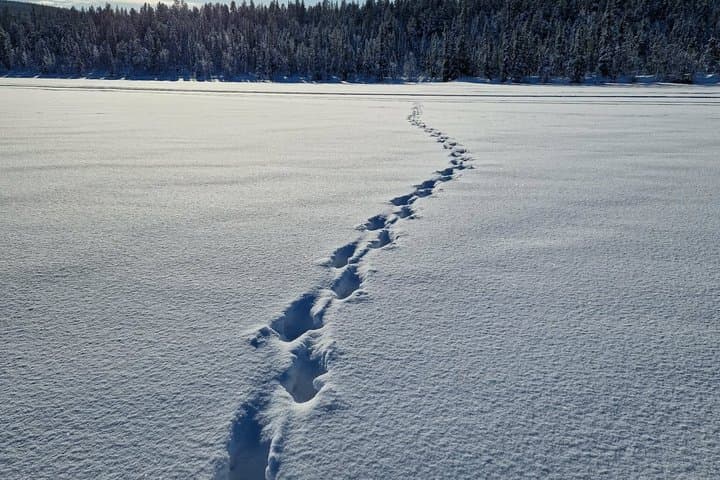 Kiruna: Private Snowshoeing & Sauna Experience