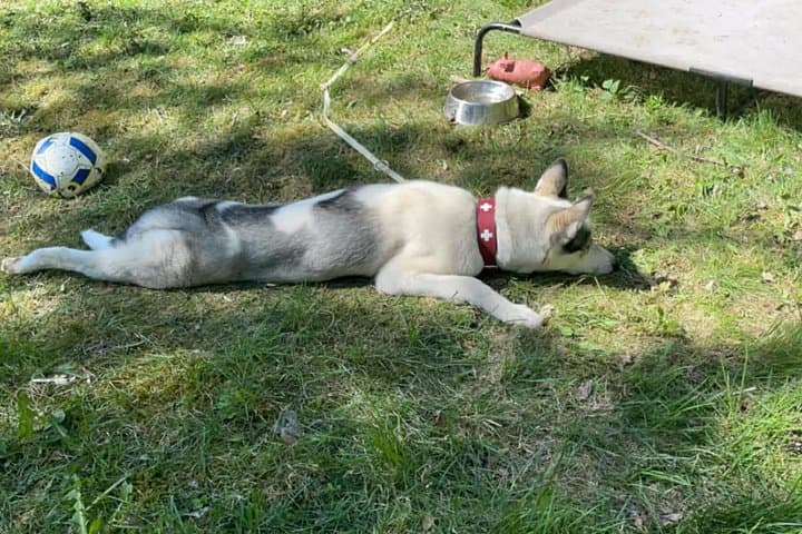 Huskies Experience and Swedish Fika