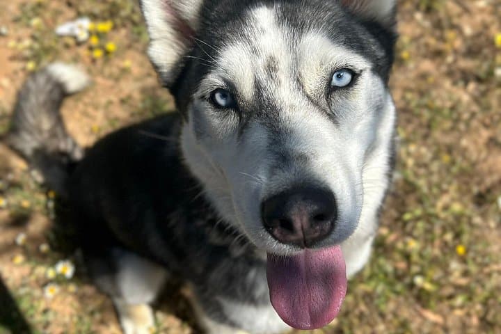 Huskies Experience and Swedish Fika