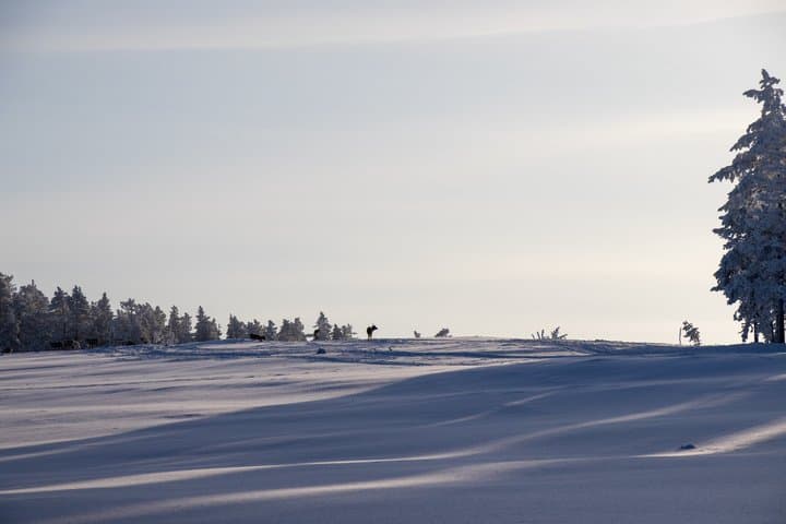 Luleå Snowshoe Walking Tour in Swedish Lapland