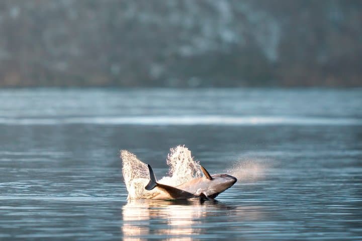 Hidden Fjords and Wildlife Expedition with Packed Lunch