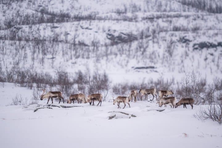 Arctic Wilderness Snowshoe Expedition